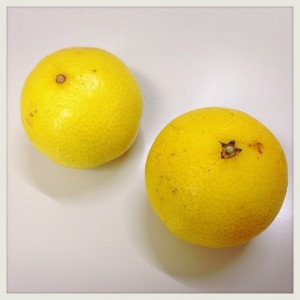 【幻のミカン】黄色いみかん『黄金柑』を食べてみMAX